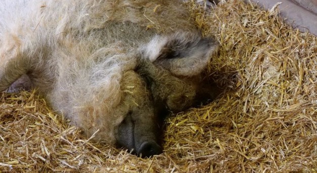 Veszélyben a mangalica